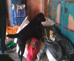 Vitthal Mandir | भेटी लागी जीवा, श्वानाला लागला विठ्ठल दर्शनाचा लळा | ABP Majha