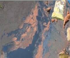 Majha Impact | 'वालधुनी'च्या पुनरुज्जीवनासाठी स्वतंत्र प्राधिकरण स्थापन करा, खासदार श्रीकांत शिंदेंची मागणी 