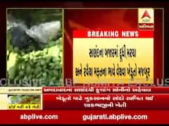 અમદાવાદ જિલ્લામાં પણ શાકભાજીના ખેડૂતો બરબાદ, પશુઓનો ખવડાવ્યા શાકભાજી