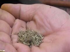 Rajasthan: Revelations of adulteration of cumin seeds | Ghanti Bajao