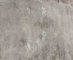 Reporter Stories: এবার বাঘ আতঙ্ক দূর্গাপুরে, ঘটনাস্থলে বন দফতর ও পুলিশ 