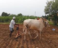 Crop Insurance | पीक विम्याप्रकरणी बजाज आलियांसच्या अधिकाऱ्यांवर गुन्हे! | ABP Majha