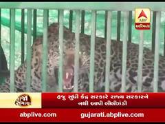 દીપડાનું ખસીકરણ કરવા રાજ્ય સરકારે માંગી કેન્દ્ર પાસે માંગી મંજૂરી, જુઓ વીડિયો