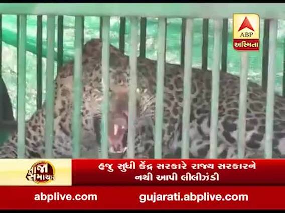 દીપડાનું ખસીકરણ કરવા રાજ્ય સરકારે માંગી કેન્દ્ર પાસે માંગી મંજૂરી, જુઓ વીડિયો