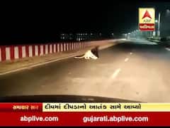 દીવમાં દીપડાનો આતંક, ગોઘલા ગામમાં દીપડો રૉડ પર આવી જતાં લોકોમાં ભય, જુઓ વીડિયો