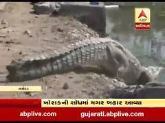 નર્મદા ડેમની સાઇટ પર દેખાયા મગર, જુઓ વીડિયો