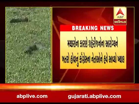 રાજકોટના બેડી વિસ્તારમાં મચ્છરોના ત્રાસ, કોંગ્રેસે શું લગાવ્યો આક્ષેપ? જુઓ વીડિયો