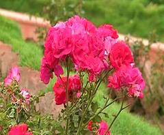 Rose Garden | औरंगाबादमध्ये 'व्हॅलेंटाईन डे' निमित्त गुलाबाच्या बागेची सफर! पाच हजार रोपटी, गुलाबाच्या 14 जाती