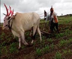 Farmers Marriage Issue | शेतकऱ्यांच्या पोरांची लग्न ठरेनात! मुलींना शेतकरी नवरा का नको? स्पेशल रिपोर्ट