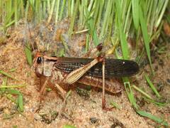 બનાસકાંઠામાં ફરીથી તીડનું આક્રમણ થવાની દહેશત, કેન્દ્રની ટીમ કરશે મોનિટરિંગ, જુઓ વીડિયો