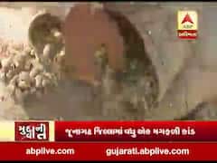 મુદ્દાની વાતઃ ભેંસાણમાં મગફળી કૌભાંડ, ઘૂસાડવામાં આવી હલકી કક્ષાની મગફળી, જુઓ વીડિયો