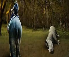 গন্ডারের মৃত্যু ঠেকাতে টিকাকরণ, কুনকি হাতি নিয়ে চলছে টহল, ৪ দিন হাতি সাফারি বন্ধ জলদাপাড়ায় 