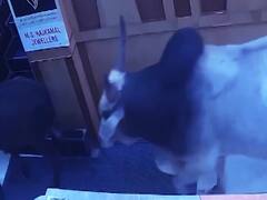 Jagdalpur की ज्वैलरी शॉप में घुसा गाय का झुंड, ग्राहक और दुकानदार भागे