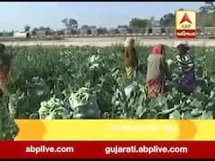 પૂરતા ભાવ ન મળતા ફ્લાવર અને કોબીજનું ઉત્પાદન કરતા ખેડૂતોની માઠી દશા, જુઓ વીડિયો 