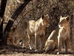 અમરેલીઃ બગસરામાં એક સાથે 4 સિંહ ત્રાટક્યા, 80 થી વધુ ઘેટા-બકરાનું મારણ, જુઓ વીડિયો