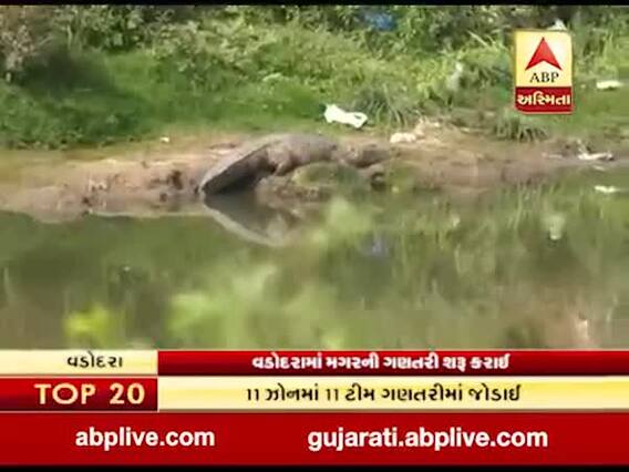 વડોદરામાં શરૂ કરાઈ મગરોની ગણતરી, 500 જેટલી સંખ્યા હોવાનો અંદાજ, જુઓ વીડિયો