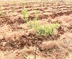 Reality Check | फडणवीस सरकारच्या काळात खरंच 50 कोटी वृक्षांचं रोपण झालं? | ABP Majha