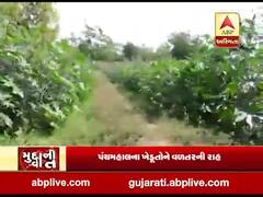 પંચમહાલઃ પાક વીમાની રકમ માટે ખેડૂતોના વલખા, સર્વે કર્યાના ચાર મહિના વિત્યા છતાં નથી ચૂકવ્યું વળતર