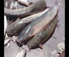 Dangerous Mangur Fish | धोकादायक आफ्रिकन मांगूर मासा संपवण्याचं सरकारचं लक्ष्य, आतापर्यंत 30 टन मासा नष्ट