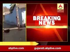 અમરેલીઃ લગ્ન પ્રસંગે અશ્વએ એક વૃદ્ધને લીધા અડફેટે, જુઓ વીડિયો 