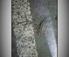 কোচবিহারের তুফানগঞ্জে তৃণমূলের প্রাক্তন উপপ্রধানের বাড়ি লক্ষ্য করে বোমাবাজি 