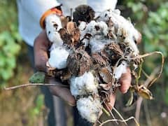 ખેડૂતોને વળતર ન ચૂકવનારી વીમા કંપનીઓને બ્લેકલીસ્ટ કરવાની હાથ ધરાઈ કાર્યવાહી, સરકારે હાઈકોર્ટમાં કરી જાણ