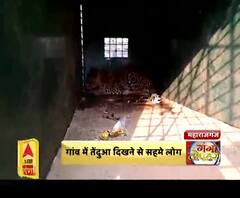 महाराजगंज : गांव में तेंदुआ दिखने से सहमे लोग