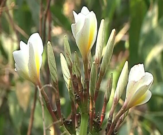 WEB EXCLUSIVE | घरातला कचरा घरातच, पुण्यातील पाटील कुटंबियांचं 'झिरो वेस्ट घर'