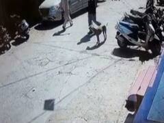 દાહોદના લીમડીમાં કૂતરાનો આતંક, જુઓ વીડિયો