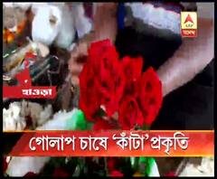 খামখেয়ালি আবহাওয়া, রোগের সংক্রমণ, হাওড়ায় বিস্তীর্ণ এলাকায় গোলাপ চাষে ব্যাপক ক্ষতি