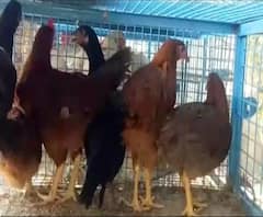 Rural News | चंद्रपुरात 80 कोंबड्या चोरणारे दोघे अटकेत | माझं गाव माझा जिल्हा | ABP Majha