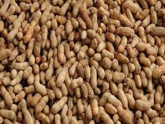 જૂનાગઢઃ વીસાવદર યાર્ડમાંથી મગફળીની ચોરી, ચોરી કરતા મજૂરો CCTVમાં કેદ