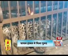 घायल हालत में मिला गुलदार