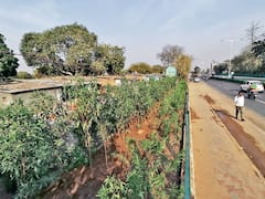 નમસ્તે ટ્રંપઃ દીવાલનો વિવાદ વકરતા બહારના ભાગે રોપી દેવાયા વૃક્ષો, જુઓ વીડિયો