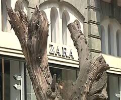 Special Report | मुंबईत दिवसाढवळ्या झाडांची हत्या, 'झारा'कडून झाडांवर विषप्रयोग? | ABP Majha