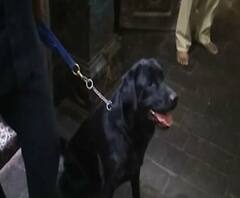 Pandharpur Vittham Temple | श्वानाला विठ्ठल दर्शनाचा लळा, विठ्ठल-रुक्मिणीच्या पायावर डोकं ठेवून दर्शन