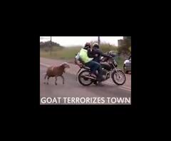 ਹੁਣ ਸੋਣ ਸਮਝ ਕੇ ਲੈਣਾ ਰਾਹ ਜਾਂਦੇ ਜਾਨਵਰਾਂ ਨਾਲ ਪੰਗਾ, ਵੀਡੀਓ ਵੇਖ ਕੇ ਆ ਜਾਏਗੀ ਅਕਲ