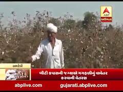 BT કપાસમાં ઇયળના ત્રાસ મુદ્દે અમરેલીના ખેડૂતો સાથે ખાસ વાત