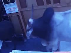 Cattle create ruckus in a jewelry shop in Chhattisgarh