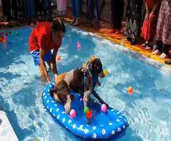 Animals Swimming Pool | विरारमध्ये प्राण्यांसाठी खास स्विमिंग पूल | ABP Majha