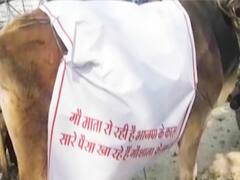 आवारा पशुओं से निजात के लिए किसानों के समर्थन में कांग्रेस का बैलगाड़ी वाला प्रदर्शन, देखिए