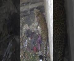 Nandurbar News | शहाद्यामध्ये विहिरीत पडलेल्या बिबट्या आणि कुत्र्याला सुरक्षित बाहेर काढलं