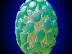 Two Indians on Japan ship test positive of coronavirus