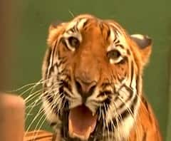 Rani Chi Baug | राणीच्या बागेत प्राणी किती सुरक्षित? पाणघोड्याचं पिल्लू, पेंग्विन आता बारशिंग्याचा मृत्यू