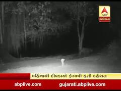 સુરત: બારડોલીમાં મહિનાથી દહેશત ફેલાવી રહેલો દીપડો પાંજરે પુરાયો, જુઓ વીડિયો 