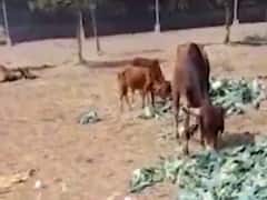 રાજકોટઃ ભાવ ગગડતા ખેડૂતોએ શાકભાજી ગાયોને ખવડાવી દીધી, જુઓ વીડિયો