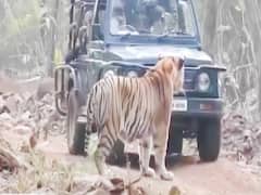 Maharashtra: बाघ ने रोका सैलानियों का रास्ता, देखिए फिर क्या हुआ?