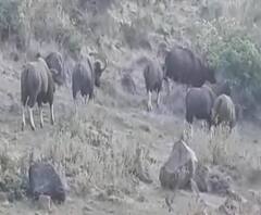 Kolhapur | कोल्हापूरमध्ये गव्यांचा मुक्त वावर, नागरिकांमध्ये दहशत, गव्यांमुळे काही काळ वाहतूक ठप्प