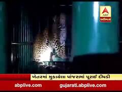અમરેલીમાં આતંક મચાવનાર દીપડી પૂરાઇ પાંજરે, જુઓ વીડિયો