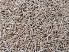 જીરાના રેકોર્ડબ્રેક ઉત્પાદનની હવા ફેલાવી સટ્ટોડિયા પડ્યા મેદાને, જુઓ વીડિયો